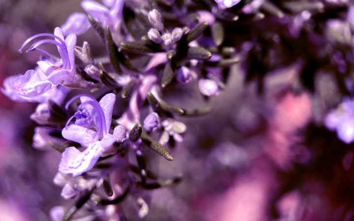 branch-natural-violet-flowers